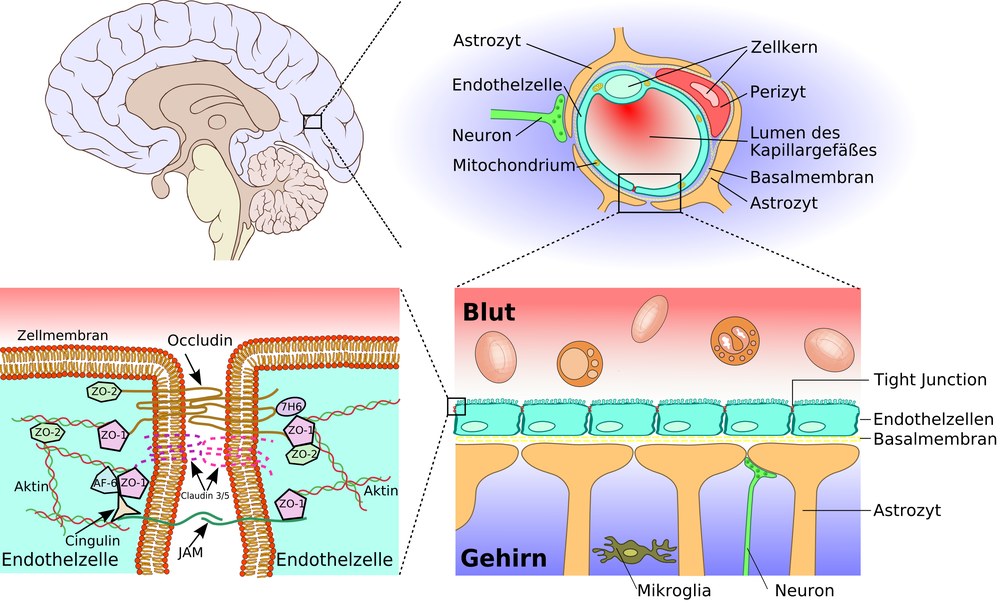Diagram of the blood-brain barrier around a brain blood vessel
